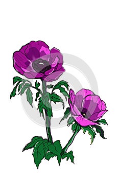 \'Pulsatilla Vulgaris Violet\' wind flowers line drawing