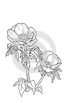 \'Pulsatilla Vulgaris Violet\' wind flowers line drawing