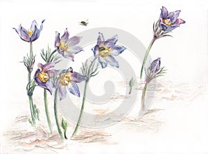 Pulsatilla and young tropinota hirta bugs hand painted watercolor photo