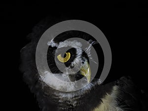Pulsatrix perspicillata spectacled owl isolated on black photo