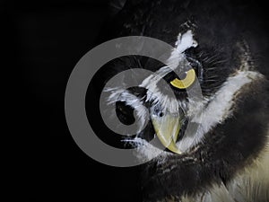 Pulsatrix perspicillata spectacled owl isolated on black photo