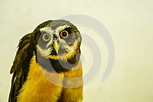 Pulsatrix perspicillata or spectacled owl is a species of strigiform bird in the Strigidae family.