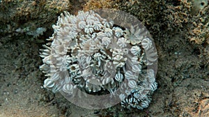 Pulse Coral - Xenia Octocoral