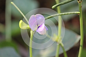 A pulse plant purple flower from close up. Petals of this cereal plant are thick and the time yield grows too.