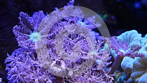 pulsing xenia colony, star polyp coral symbiotic grow, popular hardy pet for beginner aquarist move in slow flow, nano reef marine