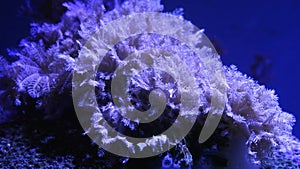 Pulsing xenia soft coral colony move tentacles to form circular flow, active pet hunt for food, nano reef marine aquarium, light