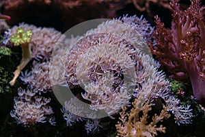 pulsing xenia soft coral, frag colony move tentacles in strong flow, live rock nano reef marine aquarium, LED blue light