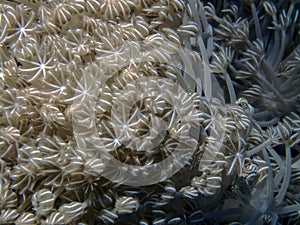 Pulsing Xenia Xenia elongata soft coral in the Red Sea