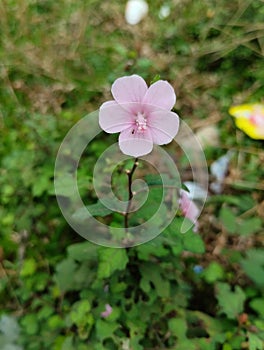 pulutan flower and an ant