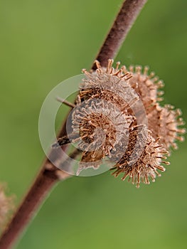 pulutan flower bud in spring