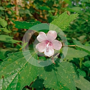 Pulutan flower or Urena lobata