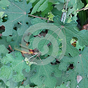 pulutan leaf "urena lobata", herbal medicine for the treatment of influenza, malaria, rheumatism