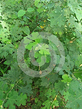 Pulutan leaves in the forest