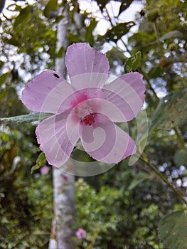 Pulutan is a plant that belongs to the Malvaceae or cotton family