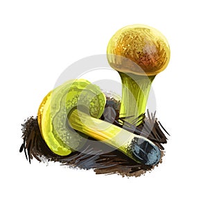 Pulveroboletus ravenelii, Ravenel or powdery sulfur mushroom closeup digital art illustration. Boletus has yellowish cap