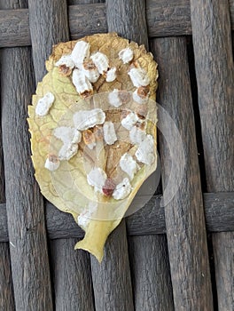 Pulvinaria Hydrangea - scale insects on hydrangeas