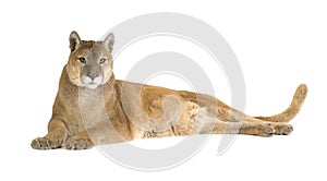 Puma (17 years) - Puma concolor photo