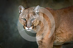 Puma beautiful portrait