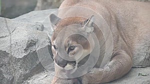 Puma or catamount Puma concolor grooming its foot lying near big stony background