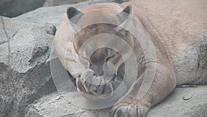 Puma or catamount Puma concolor grooming its foot lying near big stony background