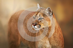 Puma close up portrait