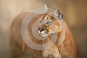 Puma close up portrait