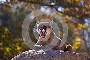 Puma Concolor (Cougar) I photo