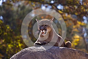 Puma Concolor (Cougar) II photo