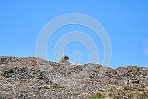 Puma concolor, cougar or mountain lion is a large wild cat of the subfamily Felinae.