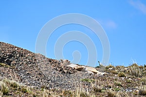 Puma concolor, cougar or mountain lion is a large wild cat of the subfamily Felinae.