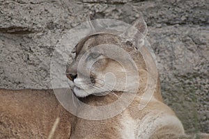 Lynx or Puma, Puma concolor photo