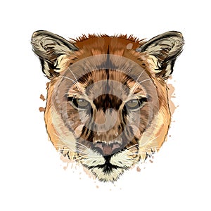 Puma, cougar head portrait from a splash of watercolor, colored drawing, realistic