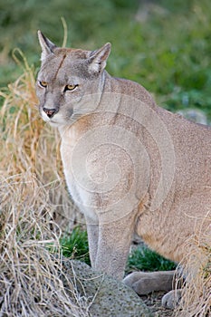 Puma or Cougar in Patagonia