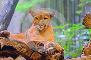 Puma, cougar portrait light background