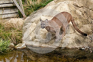 Puma Crouching About to Jump off Rock photo