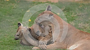 Puma and cubs playing - big cat