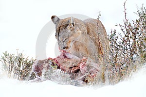 Puma eating guancao carcass, skeleton in the mouth muzzle with tongue. Wildlife neture in Torres del Paine NP in Chile. Winter