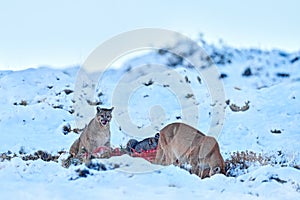 Puma eating guancao carcass, skeleton in the mouth muzzle with tongue. Wildlife neture in Torres del Paine NP in Chile. Winter photo