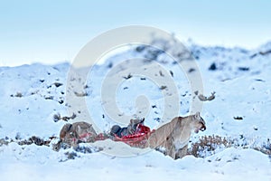 Puma eating guancao carcass, skeleton in the mouth muzzle with tongue. Wildlife neture in Torres del Paine NP in Chile. Winter photo