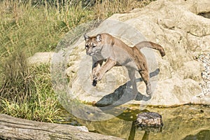 Puma (Felis Concolor) photo