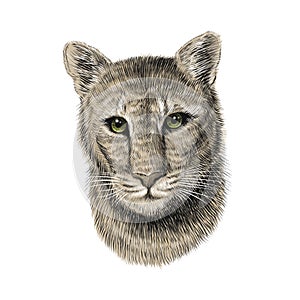 Puma head, sketch vector graphic colorful illustration on white background. Hand drawn American mountain lion portrait