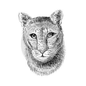 Puma head, sketch vector graphic monochrome illustration on white background. Hand drawn American mountain lion portrait