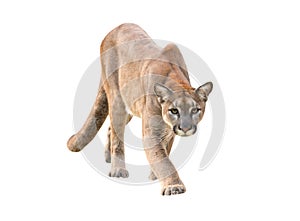 Puma isolated photo