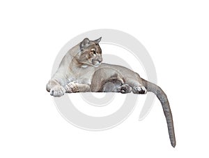 Puma isolated on white background