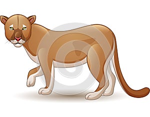 Puma isolated on white background
