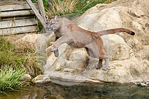 Puma Leaping Off a Rock over Water photo