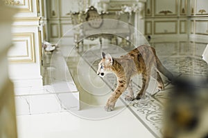 Puma in a luxurious interior. Puma - a predator of the genus Puma feline family
