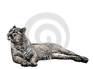 The Puma is lying full length and looks away with a calm balanced gaze and hind legs are folded to the side