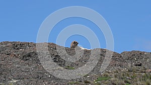 Puma, mountain lion or also cougar in Torres del Paine