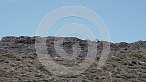 Puma, mountain lion or also cougar in Torres del Paine